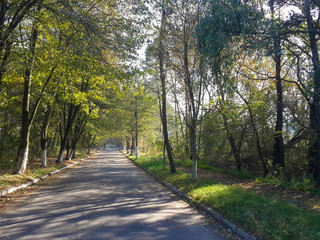 Obraz premium Beautiful road inside the forest/Beautiful road inside the forest