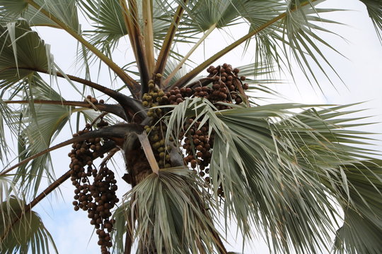 Hyphaene petersiana palm with nuts in Namibia, Africa