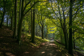 Summer view along an inviting forest path