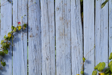 Blue painted wood planks with green leaves as background or texture.