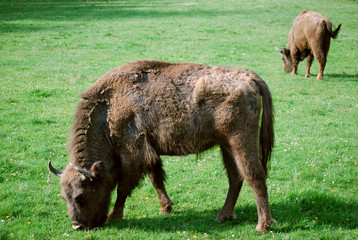 Bizons eating grass © Olga
