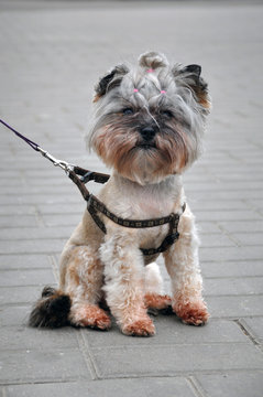 Portrait of a little decorative Yorkshire terrier of pale orange color with a haircut on its head and on a leash sitting on the gray sidewalk.