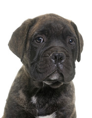 puppy bull mastiff