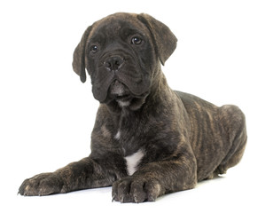 Obraz premium puppy bull mastiff