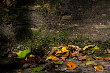 Fall Leaves in Forrest