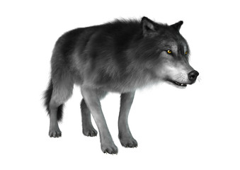 3D Rendering Gray Wolf on White