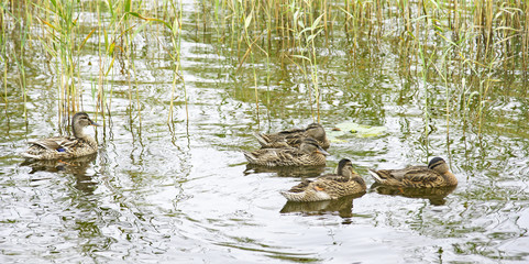 Patos en el río Svir, Mandrogi, Rusia