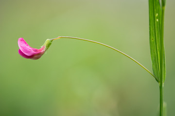 Grass vetchling (Lathyrus nissolia) flower and stem. A flower, stem and leaf of this pink member of the pea family (Fabaceae)