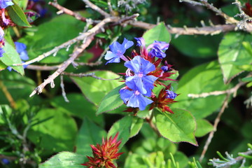 Fleurs bleues violettes