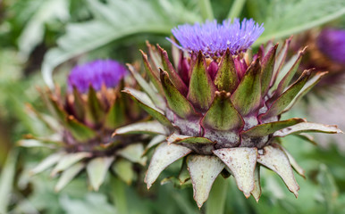 Fototapeta premium Artichoke Flower