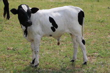 Black and white calf in Namibia, Africa