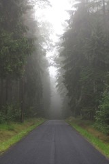 Empty road in the misty spruce forest