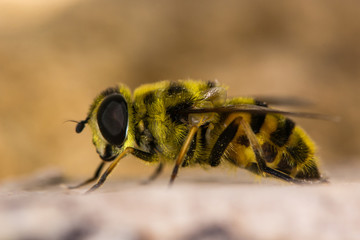 Myathropa florea hoverfly in profile. Myathropa florea hoverfly in profile