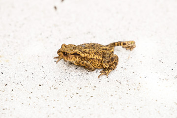 Hoptoad on tile in garden during summertime.