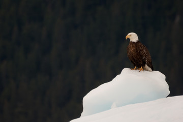 Fototapeta premium Bold eagle resting on iceberg in Prince William Sound, Alaska