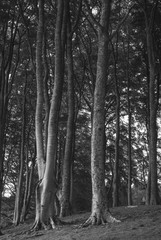 A black and white portrait image of a stand of Beech Trees, Fagus sylvatica.