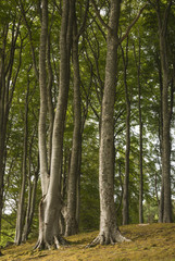 A portrait image of a stand of Beech Trees, Fagus sylvatica.