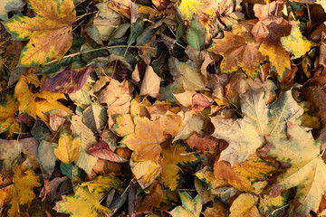 fallen leaves of autumn trees in the park