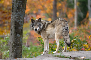Timber wolf or Grey Wolf (Canis lupus) on top of a rock looks back on an autumn day in Canada 