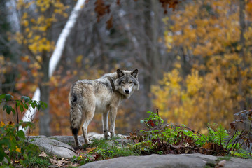 Een eenzame houtwolf of grijze wolf (Canis lupus) die op een rotsachtige klif staat en terugkijkt op een regenachtige dag in de herfst in Quebec, Canada