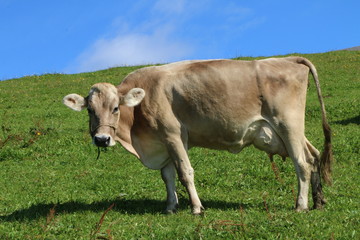 Cow, Kuh, Montafoner Braunvieh