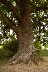 Alte Eiche in Schweden