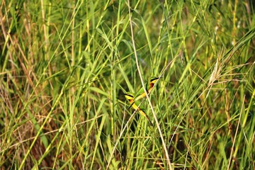 Couple of colorful bee-eaters in the reeds, Namibia Africa