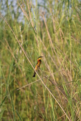 Colorful merops pusillus in the reeds