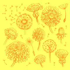 Floral elements for design, doodle ink dandelions. EPS10 Vector illustration