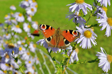 European Peacock (Aglais io) butterfly found in Europe and temperate Asia, sitting on chamomile bloom.