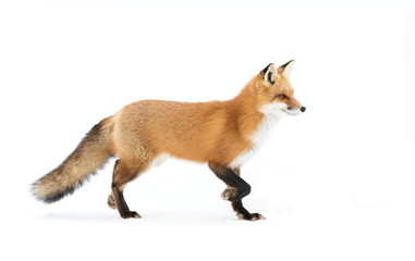 Red fox (Vulpes vulpes) pose with a bushy tail isolated against a white background hunting in the winter snow in Algonquin Park, Canada - Powered by Adobe