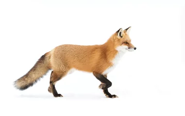 Red fox (Vulpes vulpes) pose with a bushy tail isolated against a white background hunting in the winter snow in Algonquin Park, Canada
