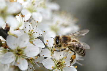 Honeybee on Apple Tree in Spring