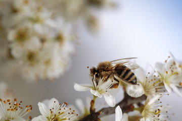 Honeybee on Apple Tree in Spring