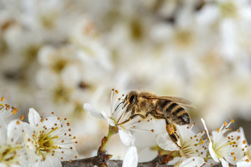Honeybee on Apple Tree in Spring