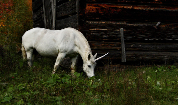 Fototapeta A realistic mythical unicorn grazes in a grassy field beside a barn in Canada