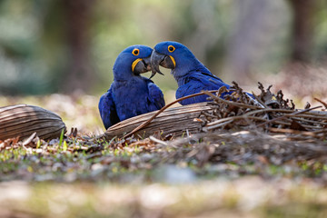 hyacinth macaws on a ground in the nature habitat, wild brasil, brasilian wildlife, birding, biggest parrot, blue magic, palm nuts, blue