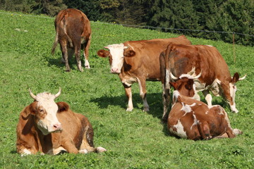 Cows, Kühe, Vorderwälder Rasse