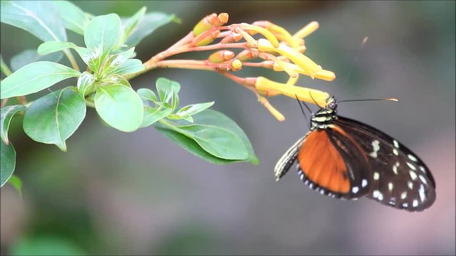 butterfly Tiger Longwing (Heliconius hecale) on flower
