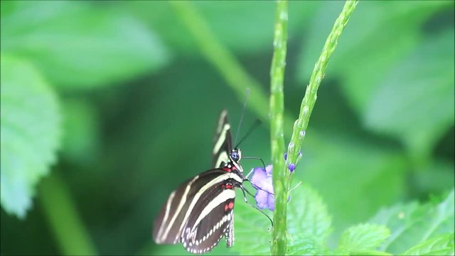 zebra butterfly yellow black (Heliconius charithonia)
