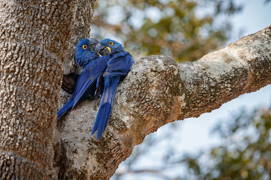 Fototapeta hyacinth macaws love on a palm tree in the nature habitat, wild brasil, brasilian wildlife, birding, biggest parrot, blue magic, palm nuts, blue