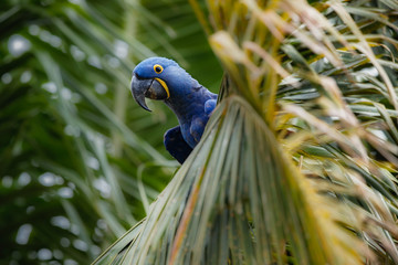 Obraz premium hyacinth macaw on a palm tree in the nature habitat, wild brasil, brasilian wildlife, birding, biggest parrot, blue magic, palm nuts, blue