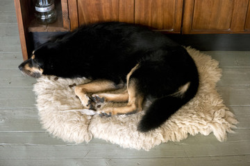 Hund liegt auf einem Schafsfell