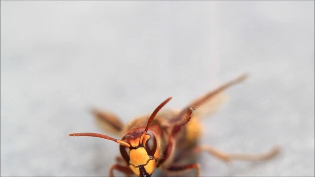 hornet bee (Vespa crabro) isolated, macro
