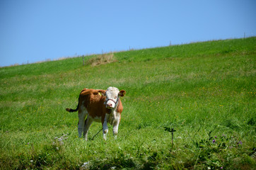 Cow on pasture © Artur Henryk