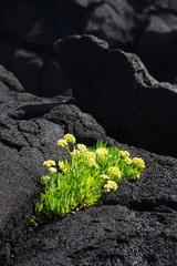 Roccia lavica