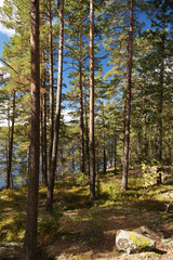 Fototapeta na wymiar Im Tiveden Nationalpark in Schweden