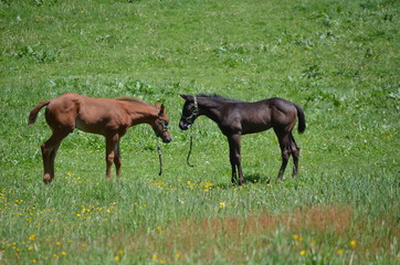 Naklejka na ściany i meble two foals in a field