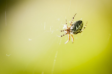 Araignée des bois sur sa toile