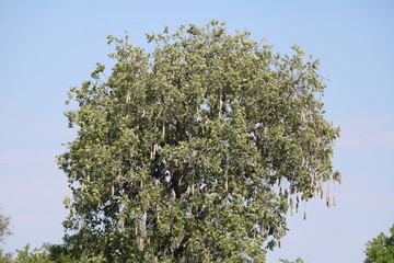 Kigelia africana with fruits, Namibia Africa 